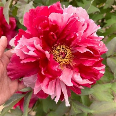 Pulo Peony